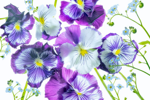 Wooping Purple Whiskers and Blue Water Forget Me Nots -  Dennis Frates - McGaw Graphics