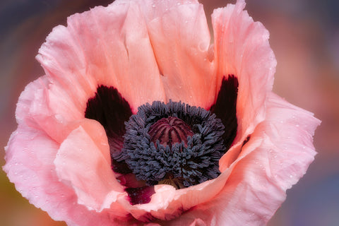 Close up of Pink Oriental Poppy Flower -  Dennis Frates - McGaw Graphics