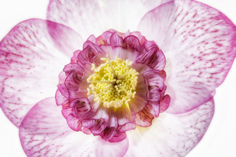 Close up of Hellebore Flower -  Dennis Frates - McGaw Graphics