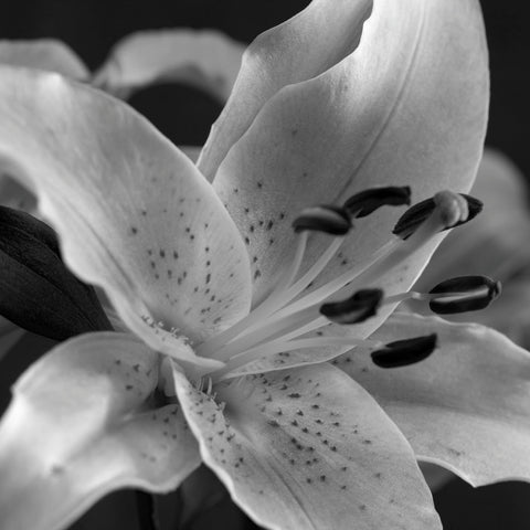 Speckled Lily -  Gaetano Art Group - McGaw Graphics