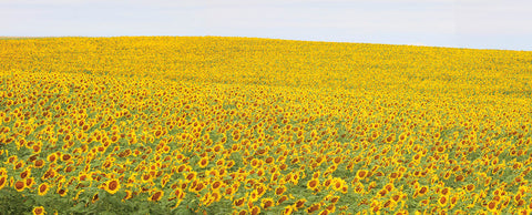 Sunflower Panorama -  Stephen Gassman - McGaw Graphics