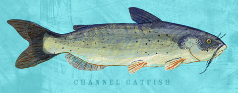 Channel Catfish -  John W. Golden - McGaw Graphics