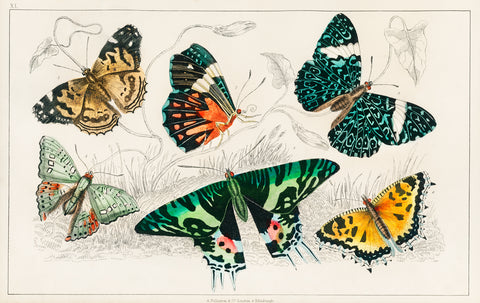Collection of Various Butterflies II, 1820 -  Oliver Goldsmith - McGaw Graphics