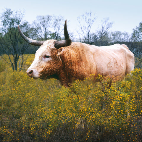 Longhorn Cattle, Abilene State Historical Park, Texas -  Carol M. Highsmith - McGaw Graphics