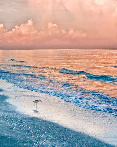 Sandpiper at Sunrise -  Mary Lou Johnson - McGaw Graphics