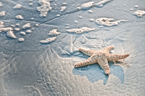 Sea Treasure -  Mary Lou Johnson - McGaw Graphics
