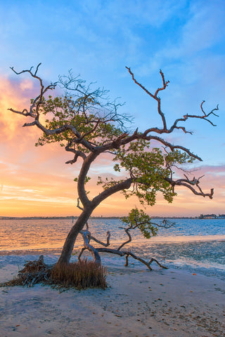 Sea Tree -  Mary Lou Johnson - McGaw Graphics