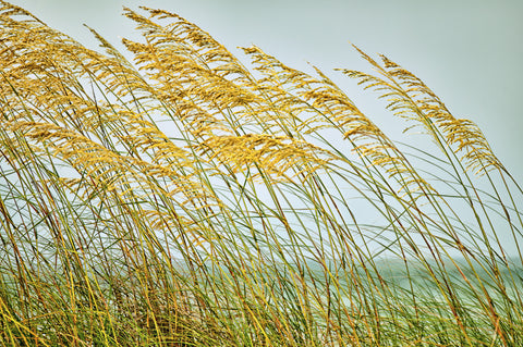 Dancing in the Wind