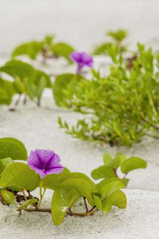 Railroad Vine