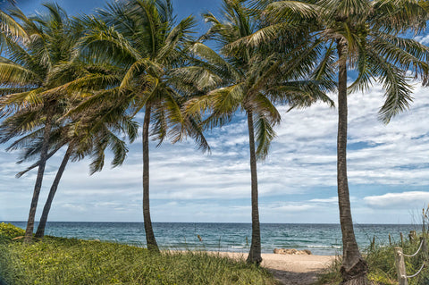 Beach Palms -  Mary Lou Johnson - McGaw Graphics