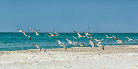 Beach Skimmers -  Mary Lou Johnson - McGaw Graphics