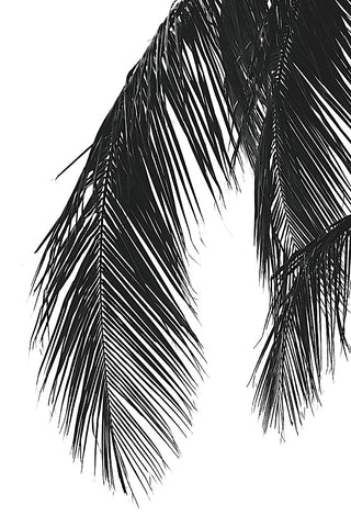 Palms 5 -  Jamie Kingham - McGaw Graphics