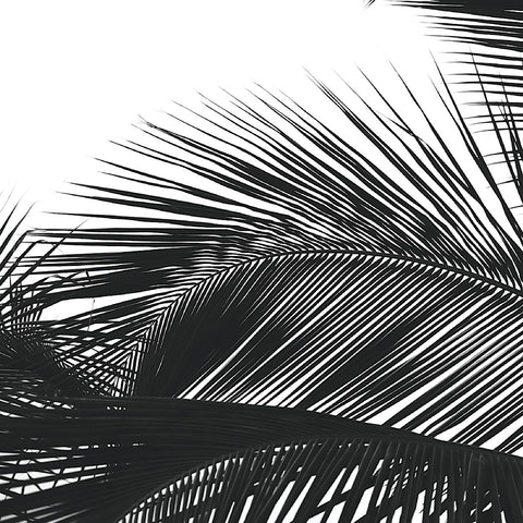 Palms 13 (detail) -  Jamie Kingham - McGaw Graphics