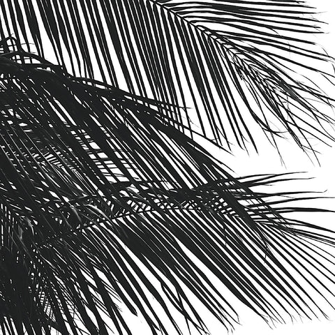 Palms 4 (detail) -  Jamie Kingham - McGaw Graphics