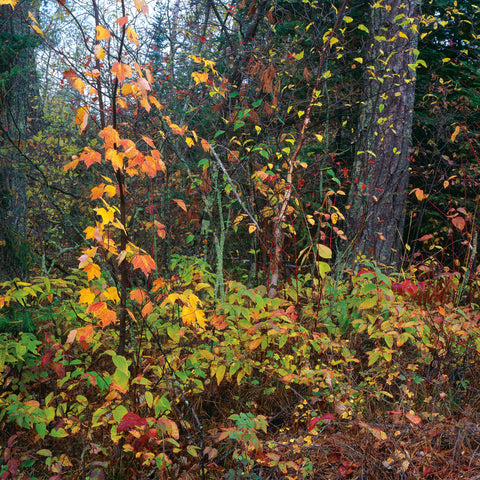 Sprinkle of Fall Color -  Phillip Mueller - McGaw Graphics