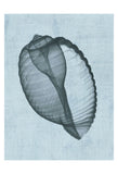 Banded Tun Shell (light blue) -  Bert Myers - McGaw Graphics