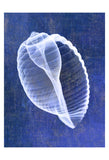 Banded Tun Shell (indigo) -  Bert Myers - McGaw Graphics