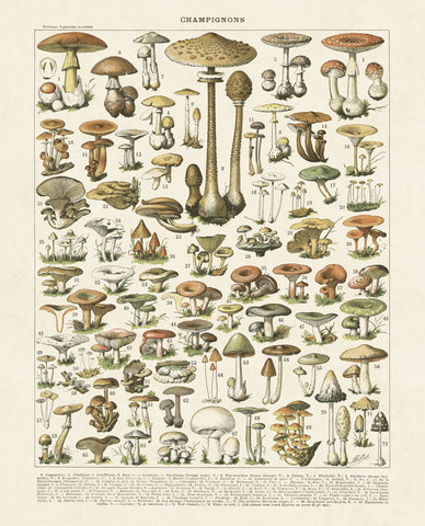 Champignons I -  Adolphe Millot - McGaw Graphics