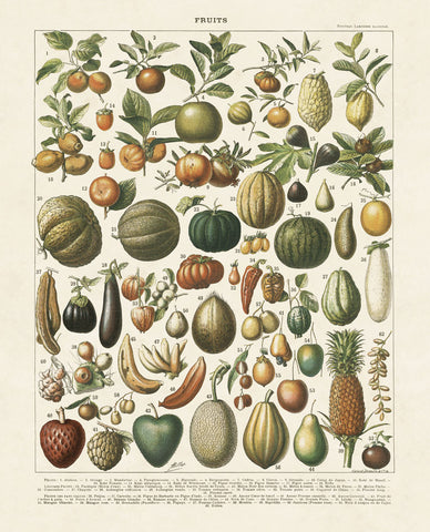 Fruits I -  Adolphe Millot - McGaw Graphics