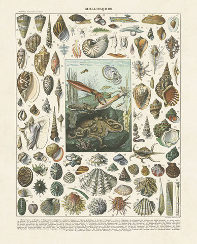 Mollosques II -  Adolphe Millot - McGaw Graphics