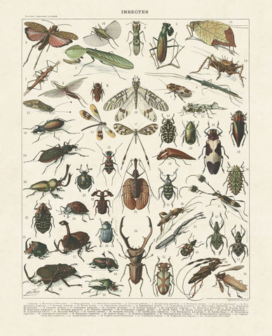 Insectes II -  Adolphe Millot - McGaw Graphics