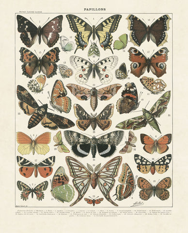 Papillons II -  Adolphe Millot - McGaw Graphics