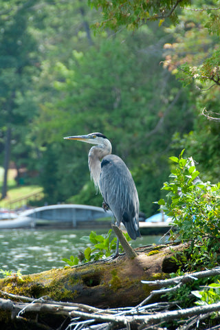 Heron on Lake George -  Orah Moore - McGaw Graphics