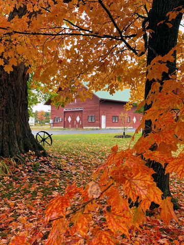 A Window Into Autumn -  Orah Moore - McGaw Graphics