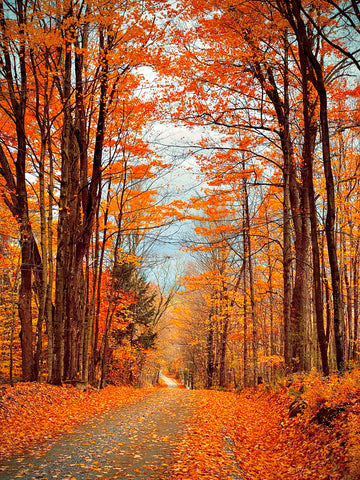 Autumn Aglow -  Orah Moore - McGaw Graphics