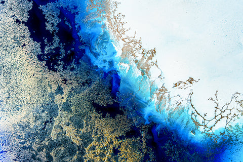 Sunlit Coral Reef -  Petra Meikle de Vlas - McGaw Graphics