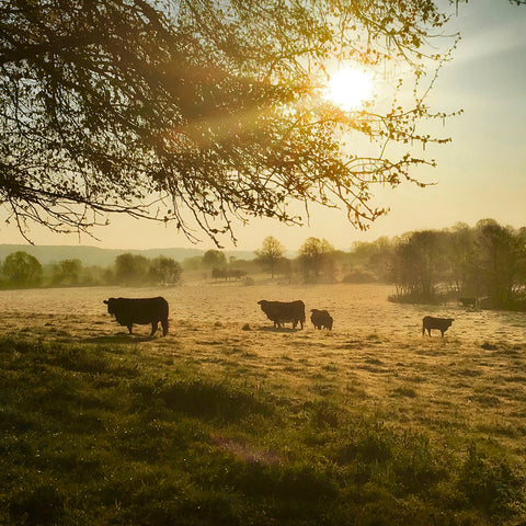 Sunday Sunrise with Cows -  Dawne Polis - McGaw Graphics