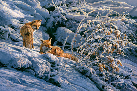 Winter Sun (Red Foxes)