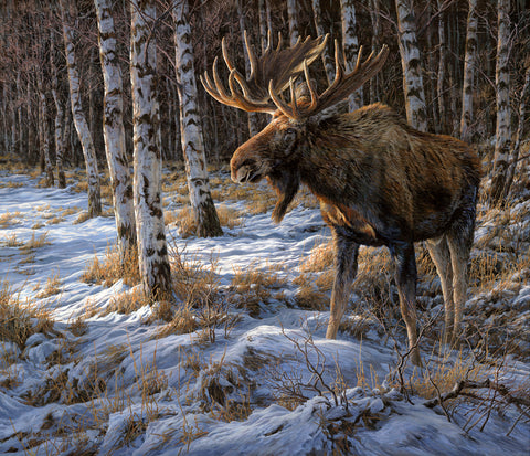 Emerging from the Shadows (Bull Moose)