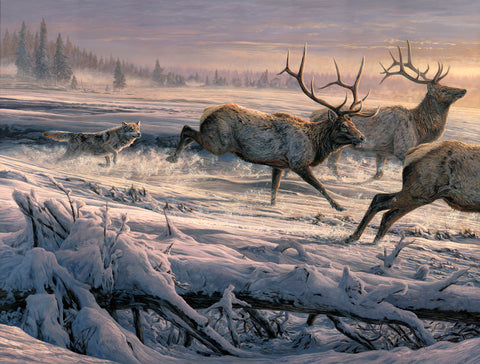 Out of the Forest II (Gray Wolves chasing American Elk)