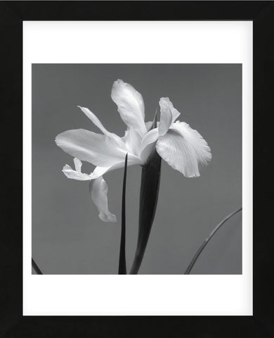 Iris III (Framed) -  Tom Artin - McGaw Graphics