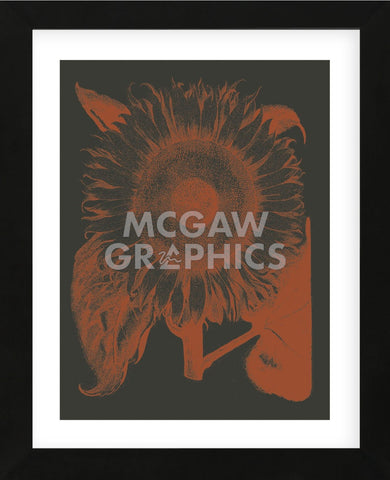 Sunflower 10 (Framed) -  Botanical Series - McGaw Graphics