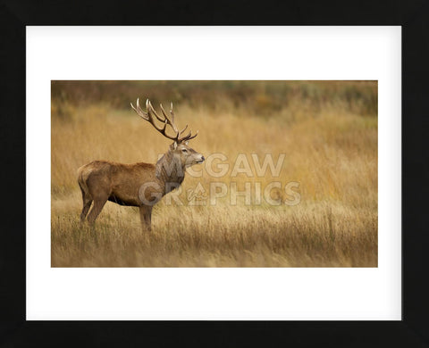 Deerscape (Framed) -  Mark Bridger - McGaw Graphics