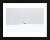 Elk (Framed) -  Trent Foltz - McGaw Graphics