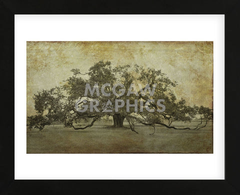 Sugarmill Oak, Louisiana (Framed) -  William Guion - McGaw Graphics