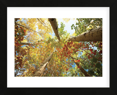 Forest Canopy (Framed) -  Michael Hudson - McGaw Graphics
