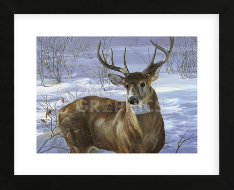 Through My Window - Whitetail Deer  (Framed) -  Joni Johnson-Godsy - McGaw Graphics