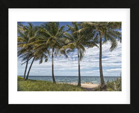 Beach Palms (Framed) -  Mary Lou Johnson - McGaw Graphics