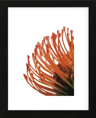 Orange Protea 4  (Framed) -  Jenny Kraft - McGaw Graphics