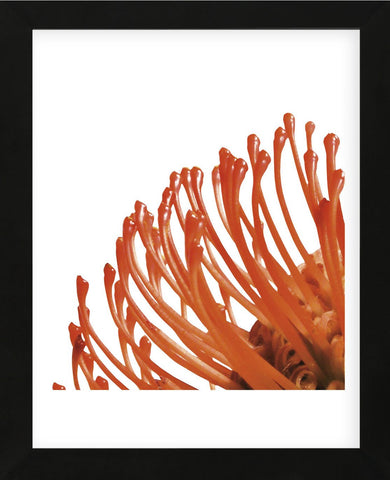 Orange Protea 4 (detail)  (Framed) -  Jenny Kraft - McGaw Graphics