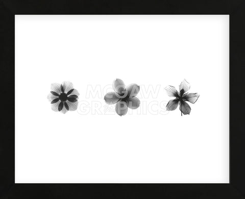X-Ray Frangipani Triptych (Framed) -  Bert Myers - McGaw Graphics