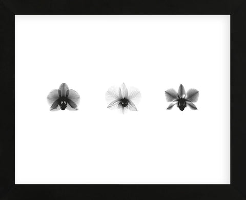 X-Ray Orchid Triptych (Framed) -  Bert Myers - McGaw Graphics