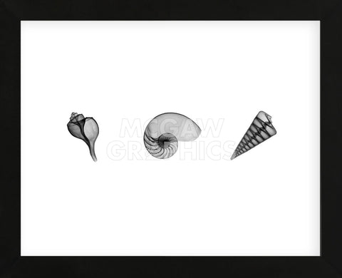 X-Ray Nautilus Triptych (Framed) -  Bert Myers - McGaw Graphics