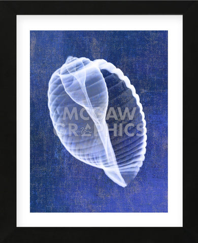 Banded Tun Shell (indigo) (Framed) -  Bert Myers - McGaw Graphics