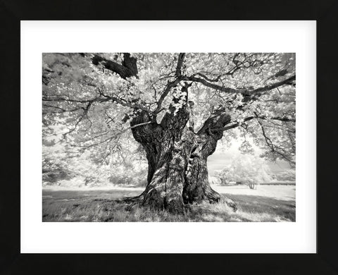 Portrait of a Tree, Study 18 (Framed) -  Marcin Stawiarz - McGaw Graphics