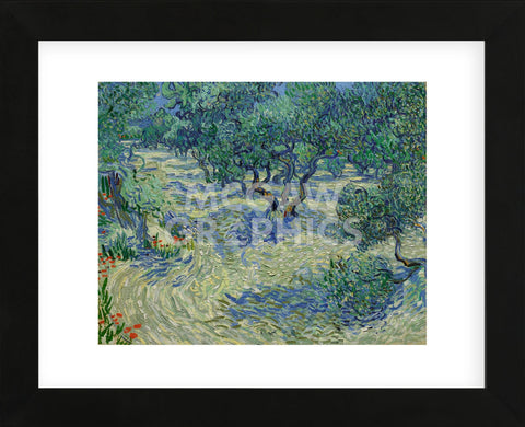 Olive Orchard, 1889 (Framed) -  Vincent van Gogh - McGaw Graphics